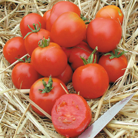 Territorial Seed Company Tomato Early Stupice Organic, 1/8 g
