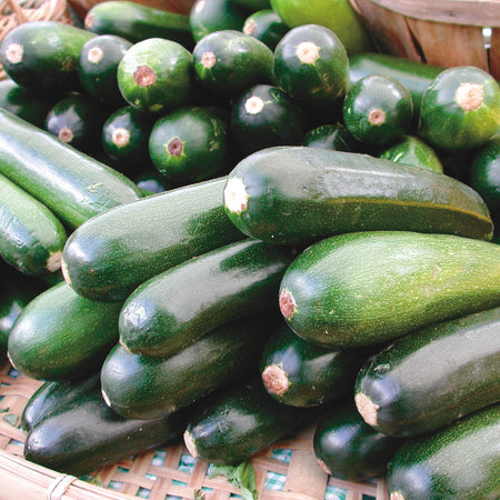 Territorial Seed Company Squash Summer Black Beauty, 3 g