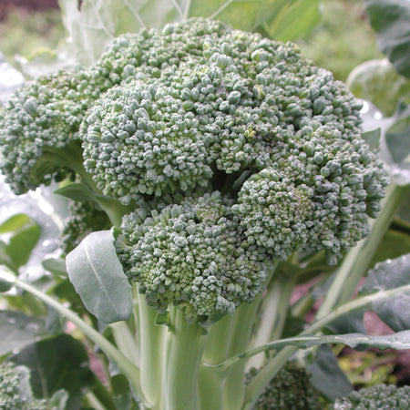 Territorial Seed Company Crown Broccoli Thompson