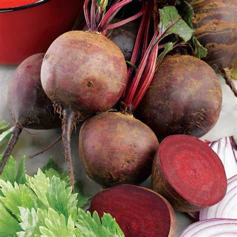 Territorial Seed Company Beets Rote Kugel