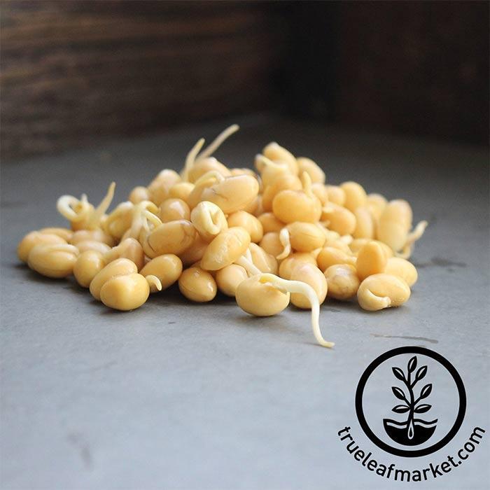 Handy Pantry Yellow Soybean Organic Sprouting Seeds, 8 oz