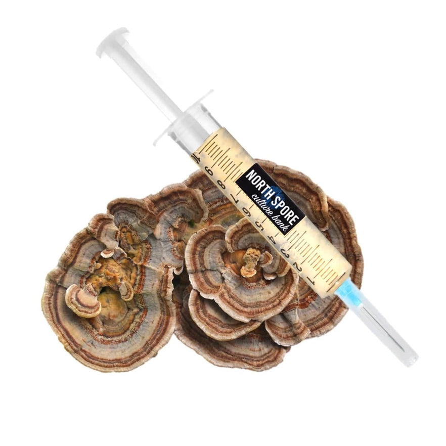 North Spore Liquid Culture Syringe Gourmet Mushrooms, 10 cc