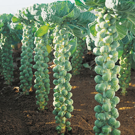 Territorial Seed Company Brussels Sprouts Igor F1