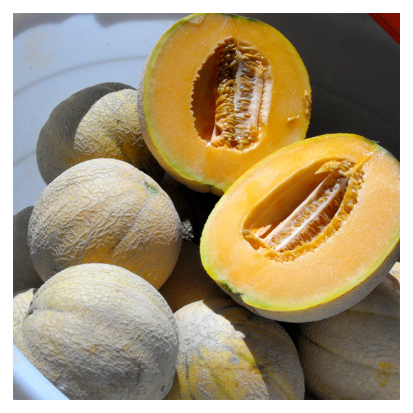 Territorial Seed Company Cantaloupe Delicious 51, 1/2 g