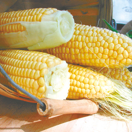 Territorial Seed Company Corn Sweet Golden Bantam, 1 oz