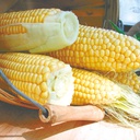 Territorial Seed Company Corn Sweet Golden Bantam
