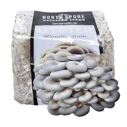 North Spore Organic Blue Oyster Mushroom Sawdust Spawn