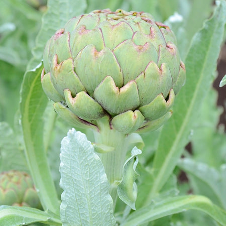 Territorial Seed Company Artichoke Green Globe, 2 g