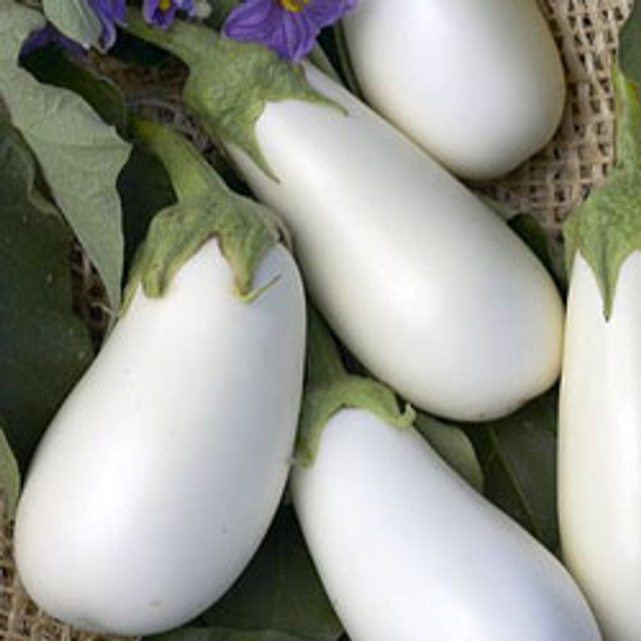 Territorial Seed Company Eggplant Snowy Organic, 1/8 g