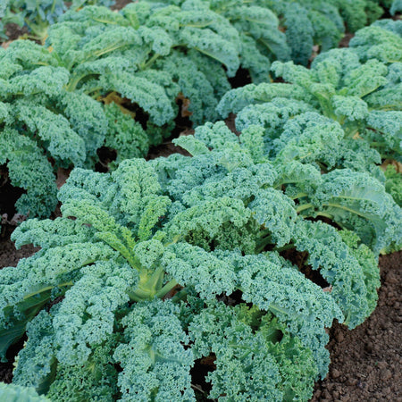 Territorial Seed Company Kale Winterbor, 1/2 g