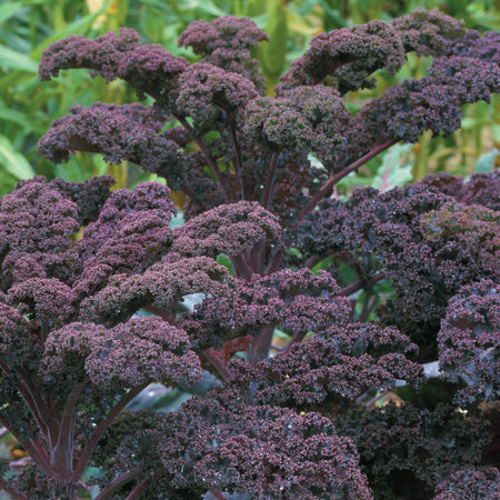 Territorial Seed Company Kale Scarlet, 1 g