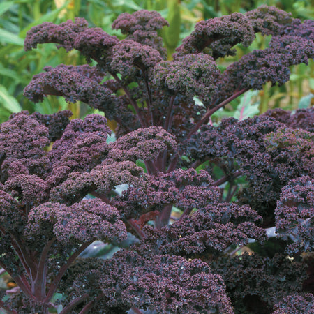 Territorial Seed Company Kale Scarlet