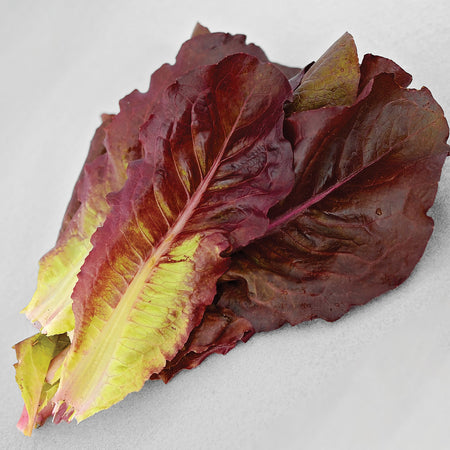 Territorial Seed Company Lettuce Devils Tongue Organic, 1/2 g