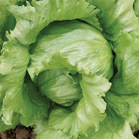 Territorial Seed Company Lettuce Iceberg Regency 2.0, 1/4 g