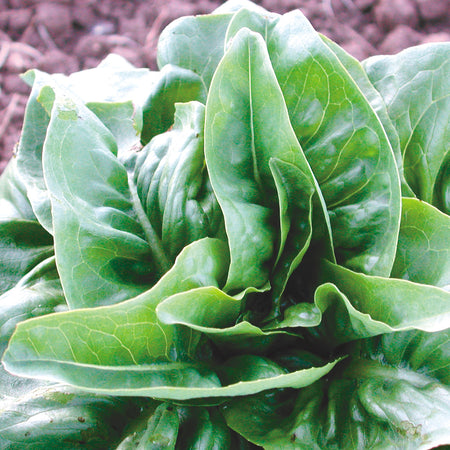 Territorial Seed Company Lettuce Green Deer Tongue Organic, 1/2 g