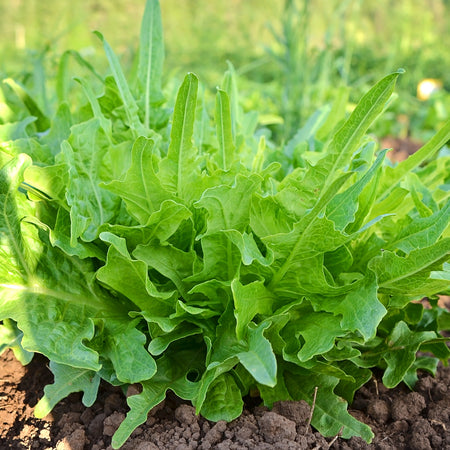 Territorial Seed Company Lettuce Italienischer Organic, 1/2 g
