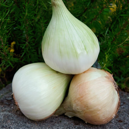 Territorial Seed Company Walla Walla Sweet Onion - Thumbnail 5
