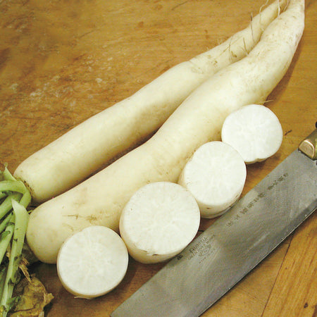 Territorial Seed Company Radish Minowase Summer Cross No. 3 Daikon, 3 g