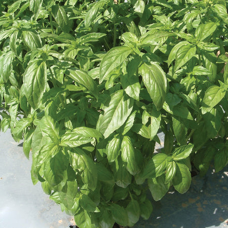 Territorial Seed Company Basil Aroma II Organic