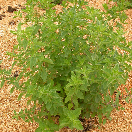 Territorial Seed Company Oregano Greek