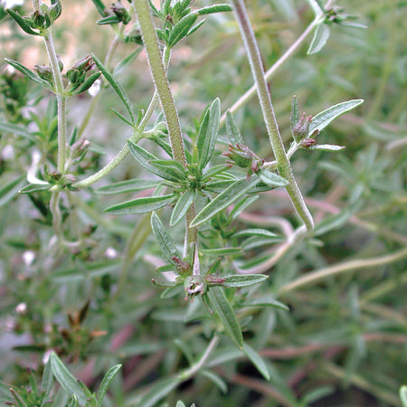 Territorial Seed Company Savory Summer