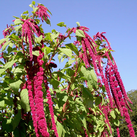 Territorial Seed Company Amaranth Love Lies Bleeding