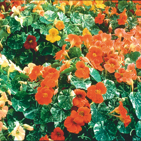 Territorial Seed Company Nasturtium Tip Top Alaska