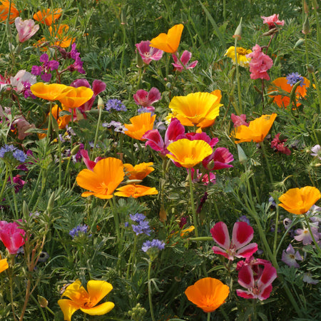 Territorial Seed Company Pacific Northwest Native Wildflower Mix