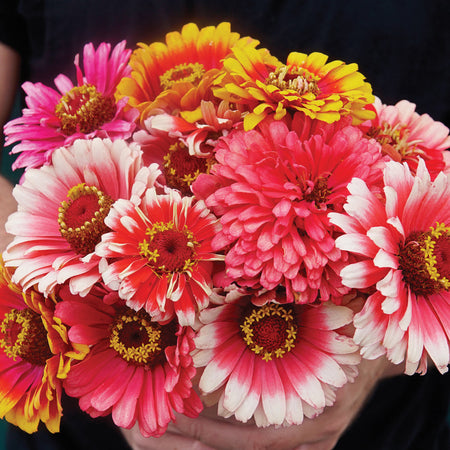 Territorial Seed Company Zinnia Whirligig