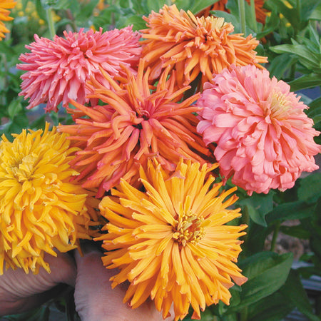 Territorial Seed Company Zinnia Giant Cactus Double Mix, 1/2 g