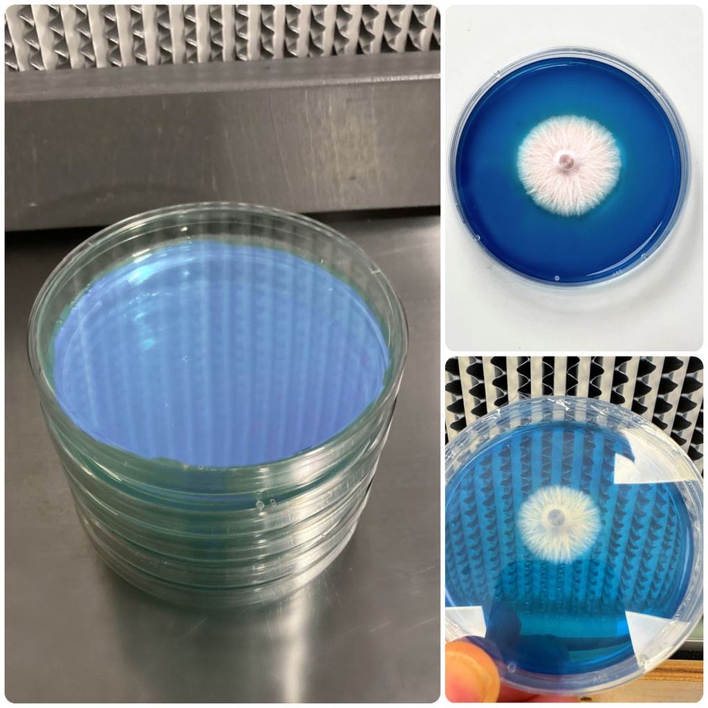 Rapid Rhizo Pre-Poured Sterilized Agar Plates