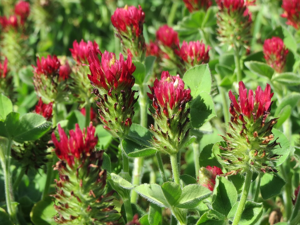 Concentrates Crimson Clover Cover Crop Seed OMRI Coated, 1lb