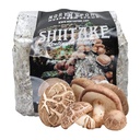 North Spore Organic Shiitake Mushroom Sawdust Spawn