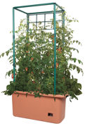 Tomato Trellis Garden on Wheels