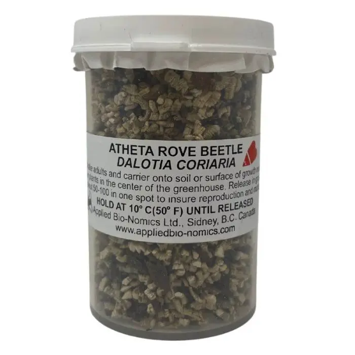 EGS Atheta coriaria, Rove Bettles (Dalotia coriaria) 500 count