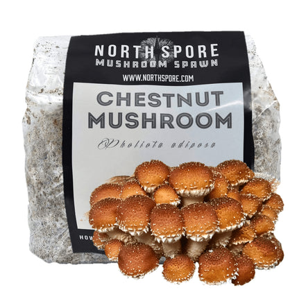 North Spore Organic Chestnut Mushroom Sawdust Spawn, 5.5 lb