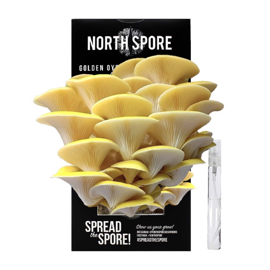 North Spore Organic Golden Oyster ‘Spray &amp; Grow’ Mushroom Growing Kit