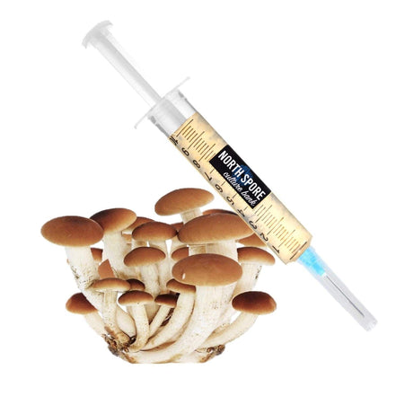 North Spore Liquid Culture Syringe Gourmet Mushrooms, 10 cc