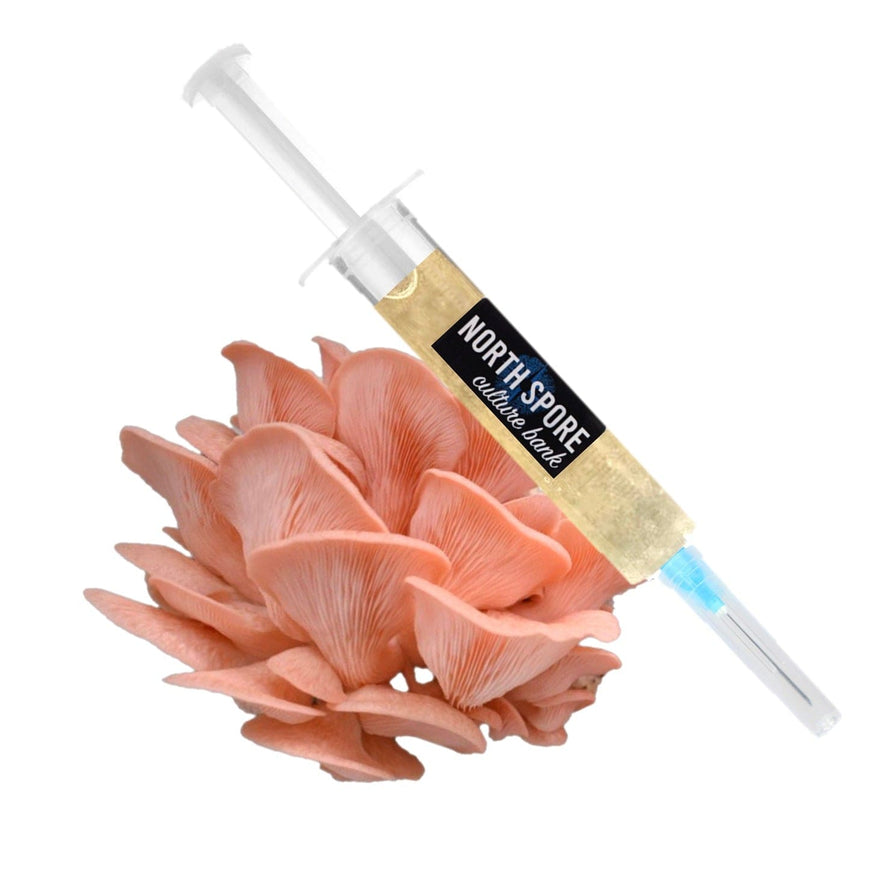 Paddy Straw Mushroom Liquid Culture Syringe – Liquid Fungi