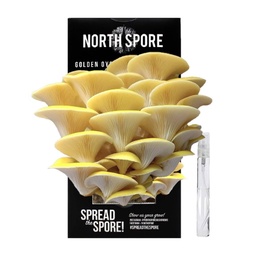 [S&amp;G-PC2] North Spore Golden Oyster ‘Spray &amp; Grow’ Mushroom Growing Kit