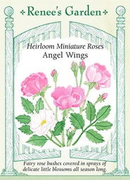 Renee's Garden Heirloom Miniature Roses Angel Wings