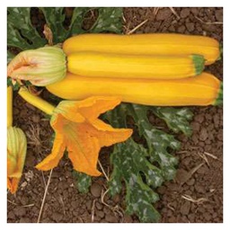 [300183] Territorial Seed Company Squash Summer Rheinau Gold