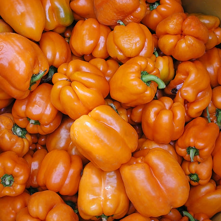 [300173] Territorial Seed Company Peppers Bell Gourmet