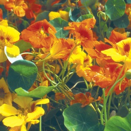 [300093] Territorial Seed Company Nasturtium Tall Trailing Mix