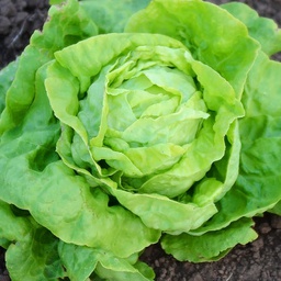 [LT421/L] Territorial Seed Company Lettuce Victoria Organic