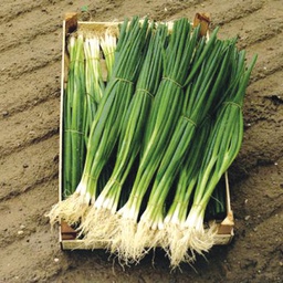 [ON570/L] Territorial Seed Company Onion Bunching Scallion Parade Organic, 1/2 g