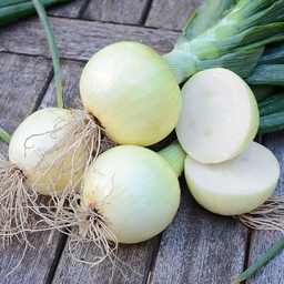 [ON541/L] Territorial Seed Company Onion Cortland F1 Organic, 1/2 g