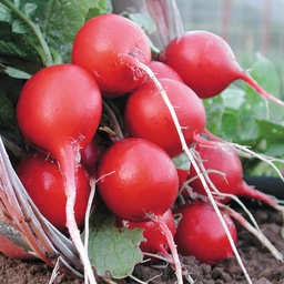 [RD741/S] Territorial Seed Company Radish Cherry Belle, 3 g