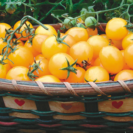 [300081] Territorial Seed Company Tomato Cherry Gold Nugget Organic, 1/8 g