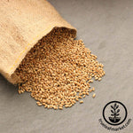 [17057] Handy Pantry Wheat - Hard Red Spring Organic - Grass Seeds, 8 oz